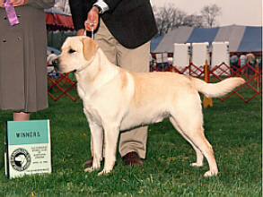 CruiseWD.JPG (78510 bytes)