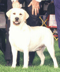 Libbrood.JPG (23766 bytes)