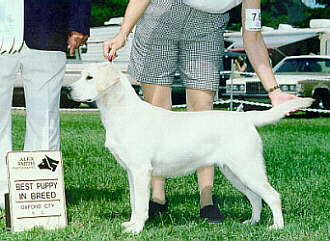 RaePuppy.JPG (126714 bytes)