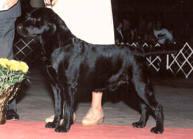 SilkyBeauGp1Crop.jpg (40091 bytes)