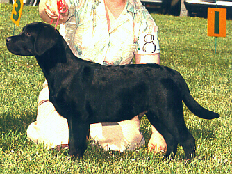Tate3monthPuppySmall.JPG (152720 bytes)